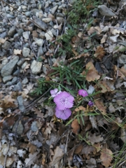 Dianthus seguieri