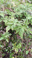 Rubus idaeus