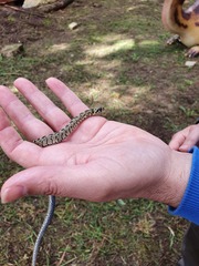 Zamenis scalaris
