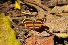 Castilia