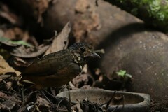 Grallaria guatimalensis