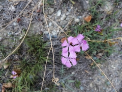 Dianthus seguieri