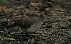 Leptotila plumbeiceps