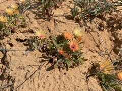 Cleretum bellidiforme