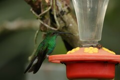 Chalybura buffonii