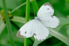 Pieris canidia canidia
