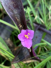 Tradescantia pallida