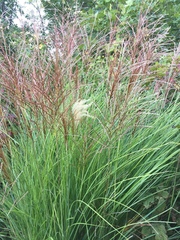 Miscanthus sinensis