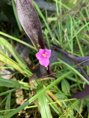 Tradescantia pallida