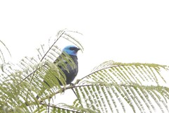 Stilpnia cyanicollis