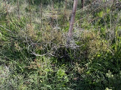 Leionema microphyllum