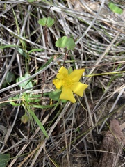 Hibbertia cunninghamii