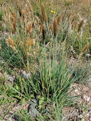 Trisetum spicatum