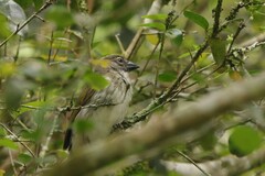 Saltator striatipectus