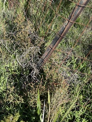 Leionema microphyllum