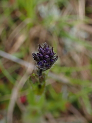 Veronica wormskjoldii