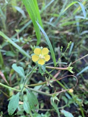 Ludwigia leptocarpa
