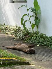 Lutrogale perspicillata