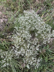 Eupatorium hyssopifolium
