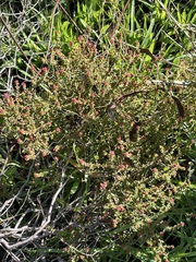 Leionema microphyllum