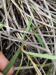 Hibbertia cunninghamii