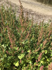 Caryophyllales