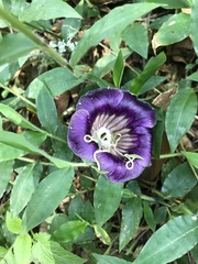 Cobaea scandens