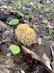 Ramaria stricta