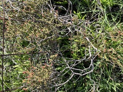 Leionema microphyllum