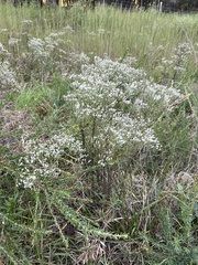 Eupatorium hyssopifolium