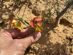 Gladiolus speciosus