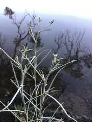 Senecio quadridentatus