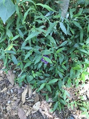 Cobaea scandens