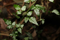 Jasminum singuliflorum