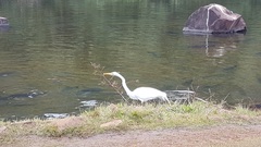 Ardea alba
