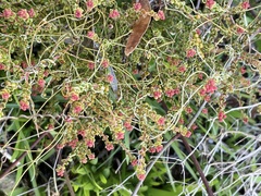 Leionema microphyllum