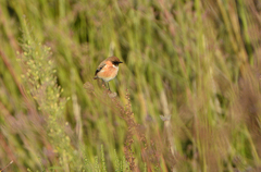 Saxicola maurus