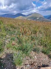 Trisetum spicatum