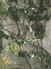 Phoenicurus ochruros