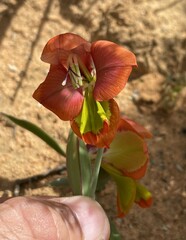 Gladiolus speciosus
