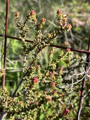 Leionema microphyllum