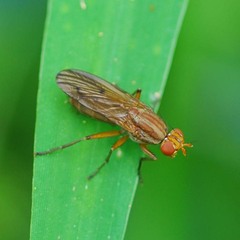Tetanocera