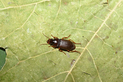 Harpalus rufipes
