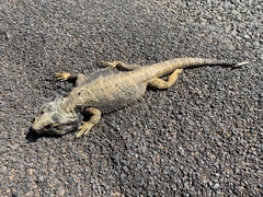 Pogona barbata