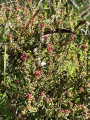 Leionema microphyllum