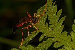 Therion circumflexum