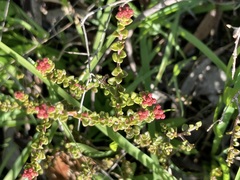 Leionema microphyllum