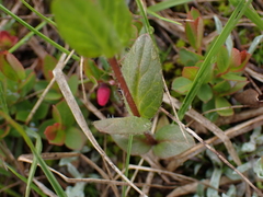 Veronica wormskjoldii
