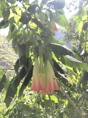 Brugmansia sanguinea