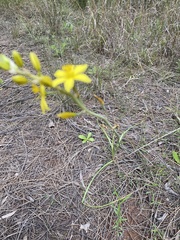 Bulbine bulbosa